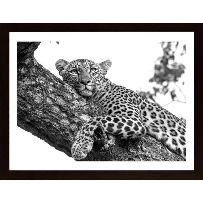 Resting Leopard Poster