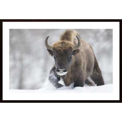Rewilded Poster