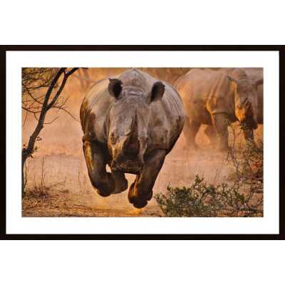 Rhino Learning To Fly Poster