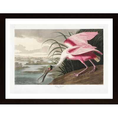Roseate Spoonbill From Birds Of America 1827 Poster