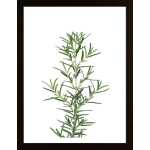 Rosemary Poster