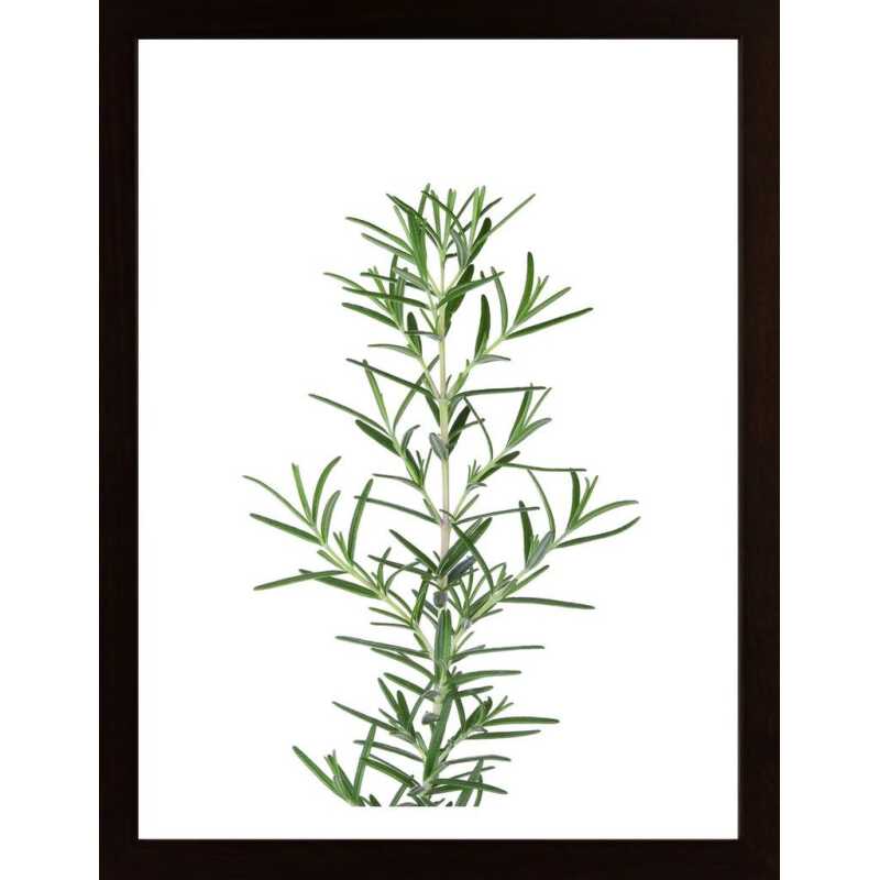 Rosemary Poster