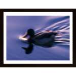 Running Duck Poster