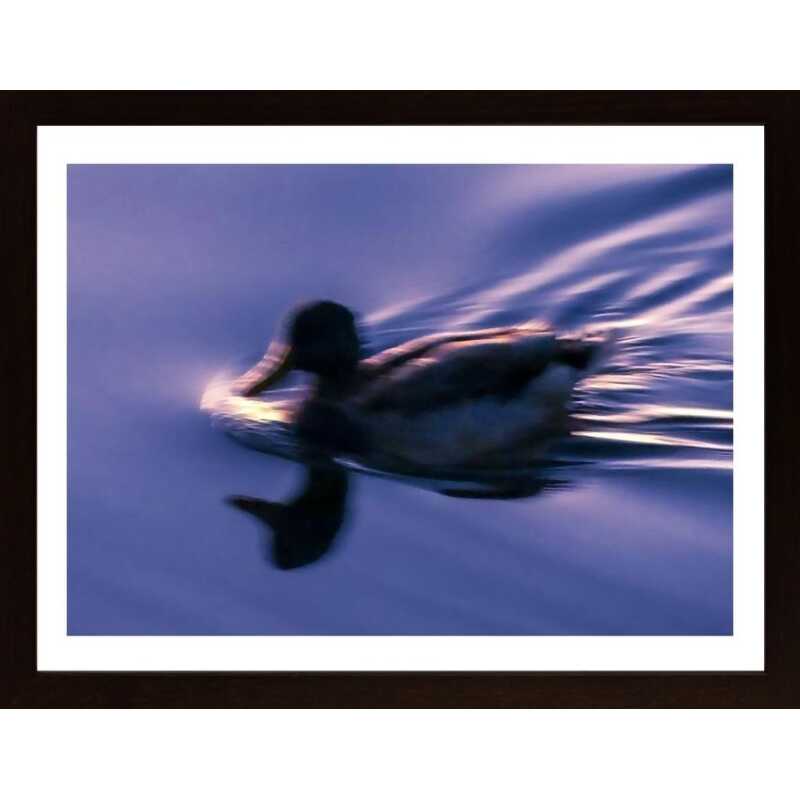 Running Duck Poster