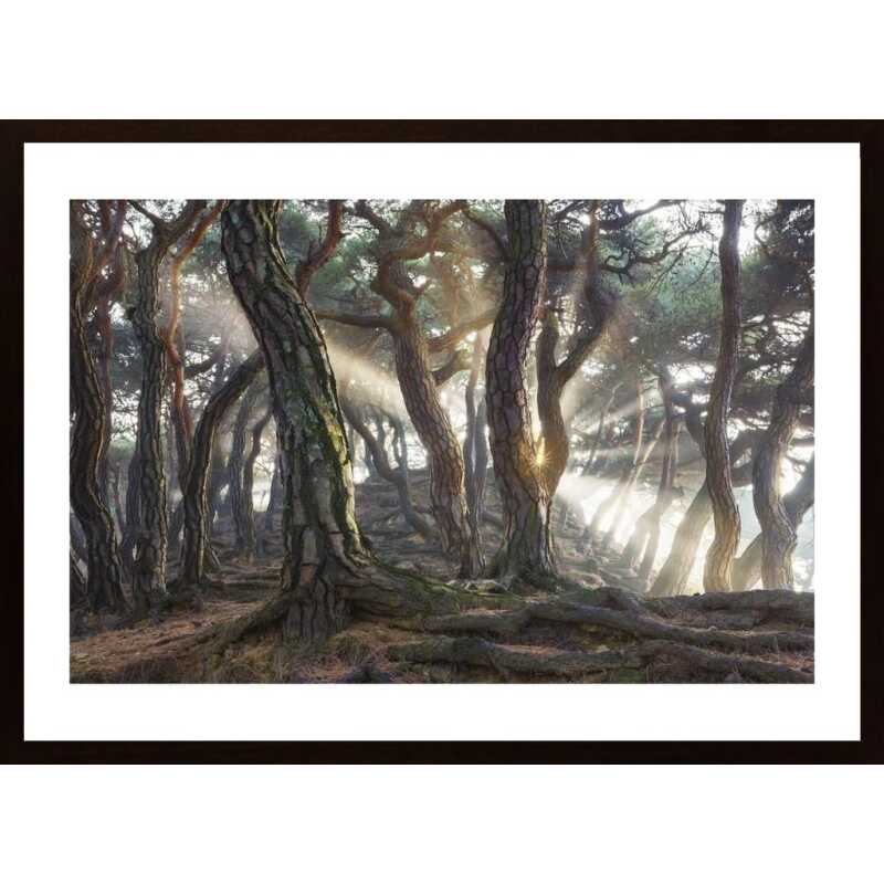 Sacred Pine Trees Poster
