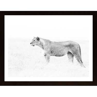 Scouting Lioness Poster