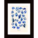 Seashells Poster Poster