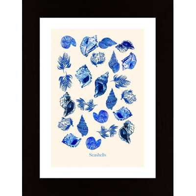 Seashells Poster Poster