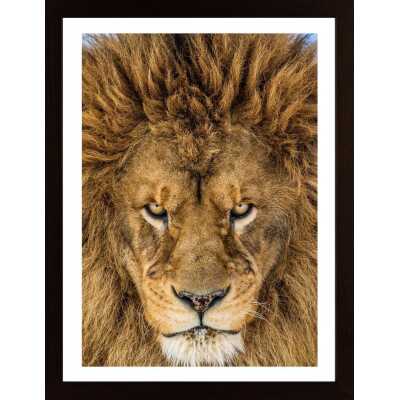 Serious Lion Poster