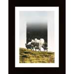 Sheep Wolf Predator Poster
