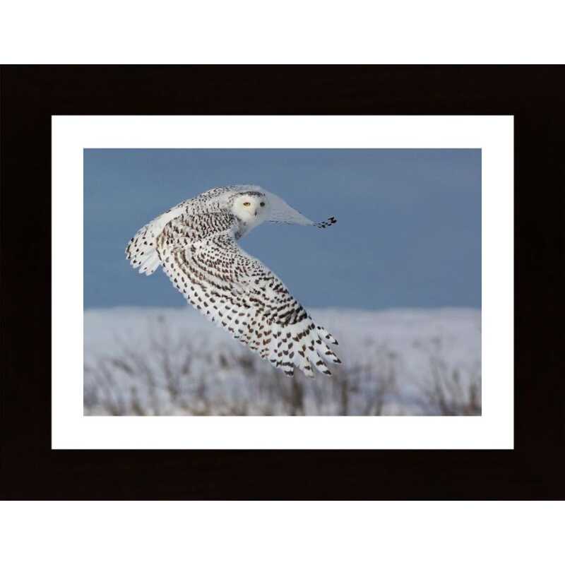 Snowy Owl Poster
