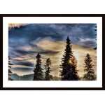 Spruces On The Background Of Mountains Poster