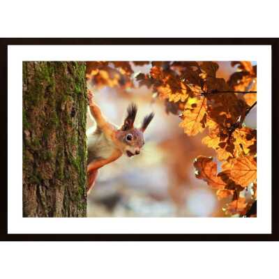 Squirrel Poster