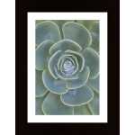 Succulent Poster