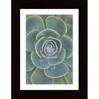 Succulent Poster
