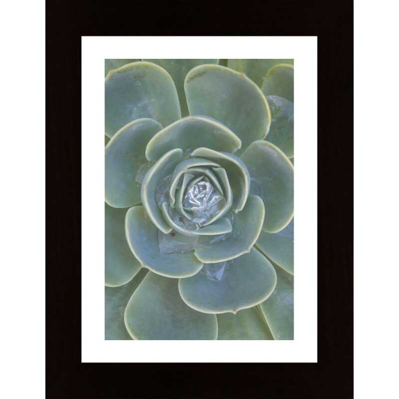 Succulent Poster