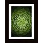 Succulent Poster