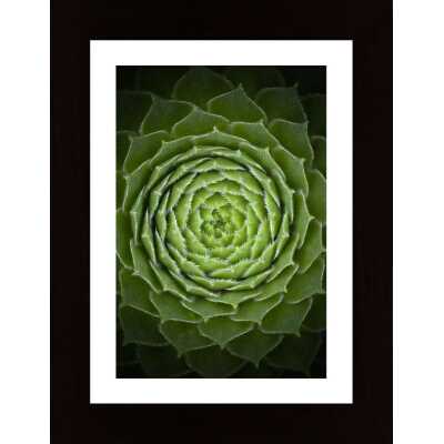 Succulent Poster