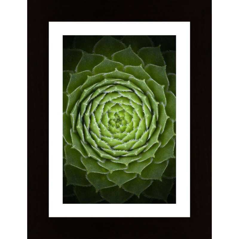 Succulent Poster