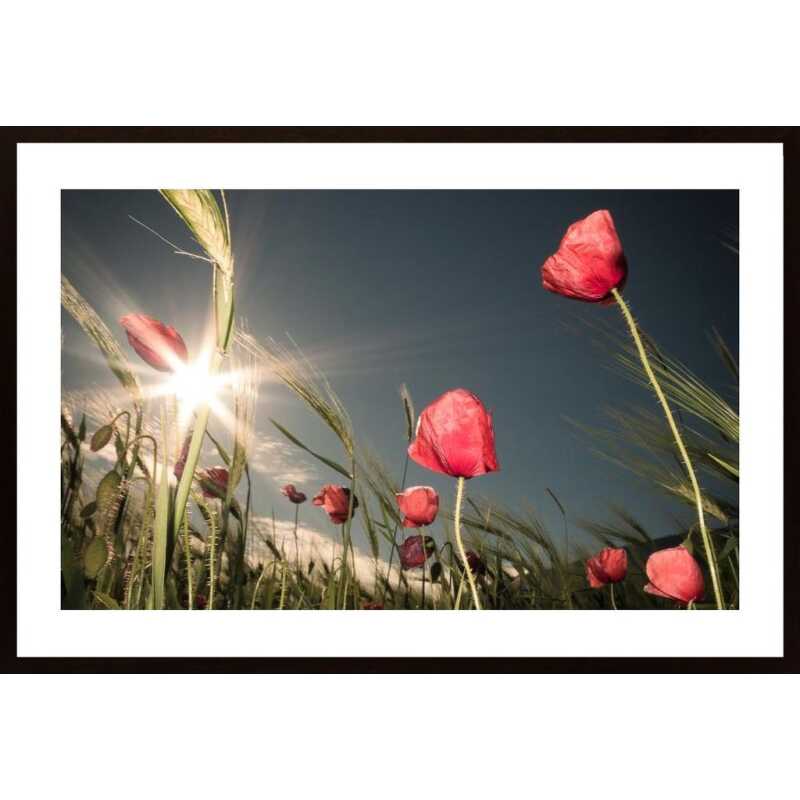 Summer Is Here Poster