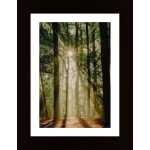 Sunbeams Through The Forest Poster