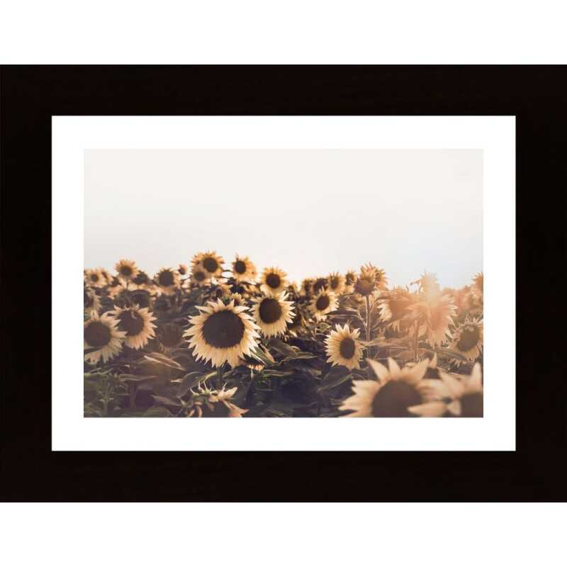 Sunflowers Poster