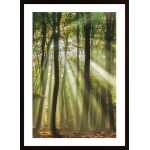 Sunny Start To The Day Poster