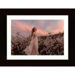 Sunset In The Cotton Field Poster
