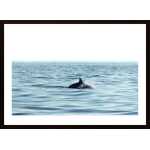 Swimming Dolphin In The Sea Poster