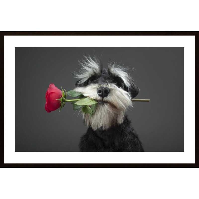 Tango Dancer Poster