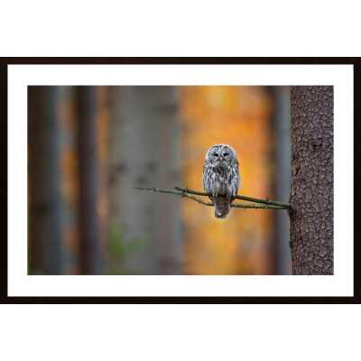 Tawny Owl Poster