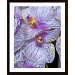 The Beauty Of Purple Poster