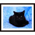 The Cat Poster
