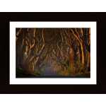 The Dark Hedges In The Morning Sunshine Poster