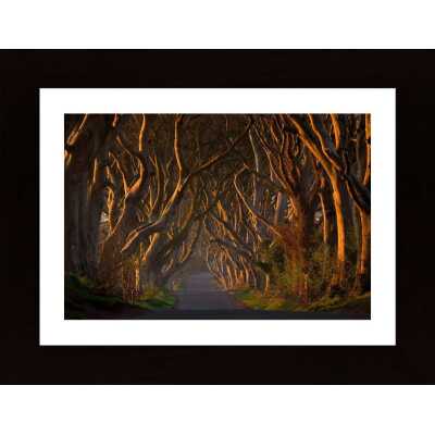 The Dark Hedges In The Morning Sunshine Poster