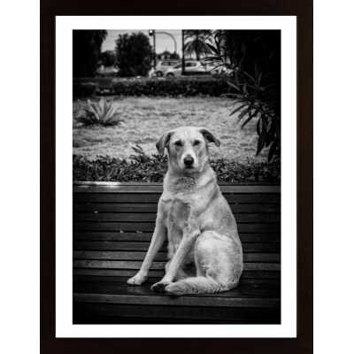 The Dog Poster