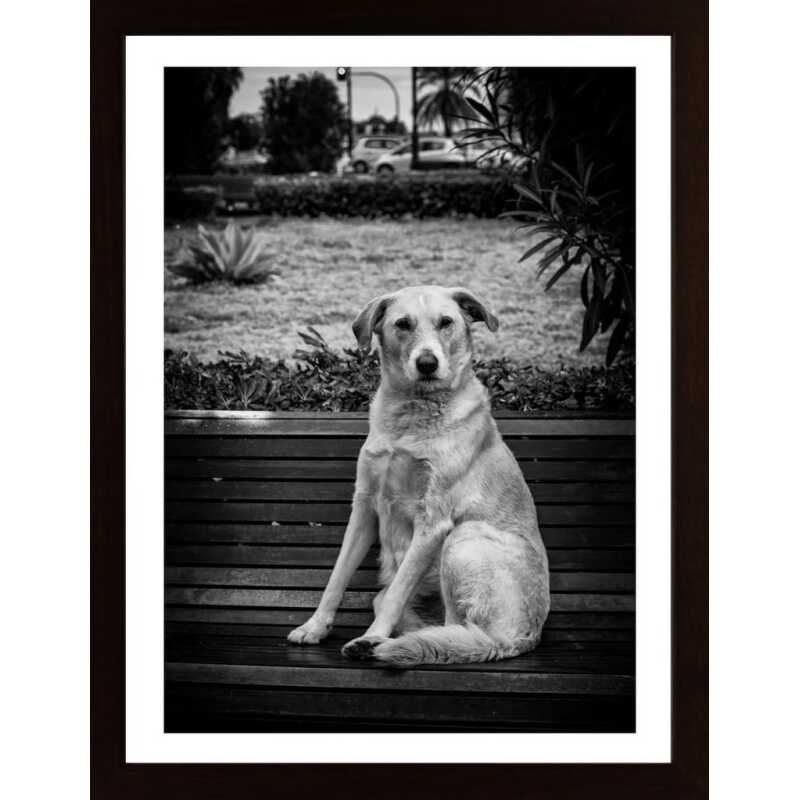 The Dog Poster