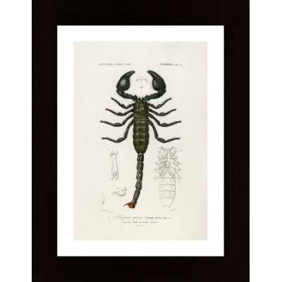 The Emperor Scorpion Poster