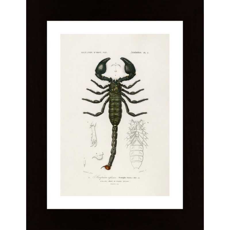 The Emperor Scorpion Poster