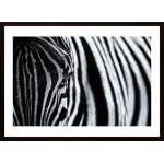 The Look Of Nature Poster