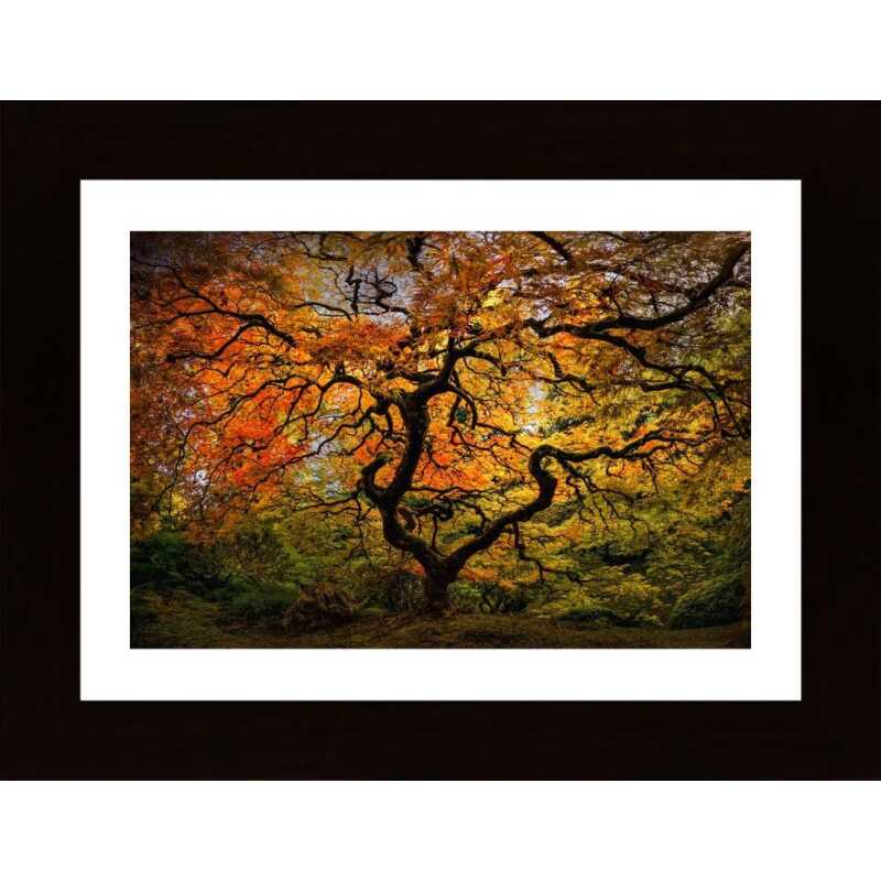 The Maple Tree Poster