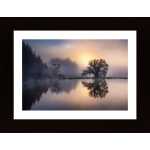 The Old Willow In The Morning Light Poster