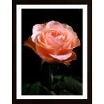 The Rose Poster
