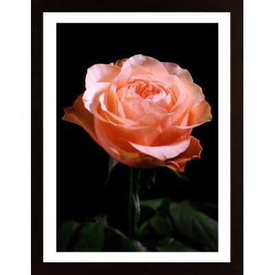 The Rose Poster