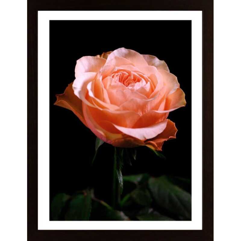 The Rose Poster The Rose Poster