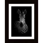 The Zebra Poster