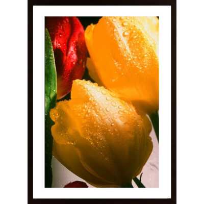 Three Tulips Poster
