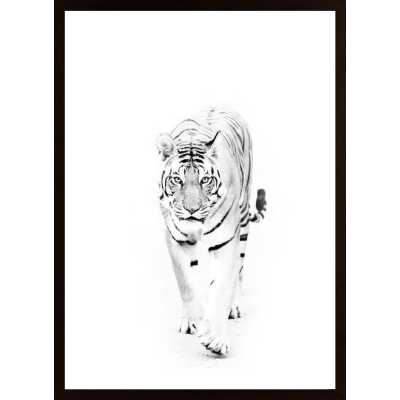Tiger Approaching Poster