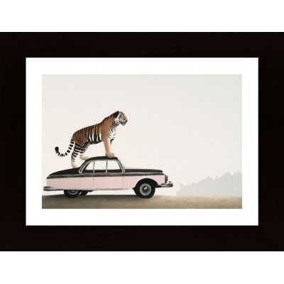 Tiger Om A Car Roof Poster