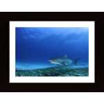 Tiger Shark Poster